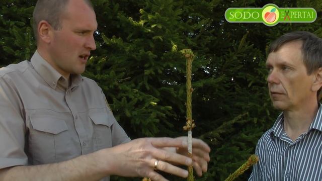 Spygliuočių skiepijimas смотреть онлайн