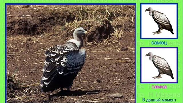 Гриф. Голоса птиц смотреть онлайн