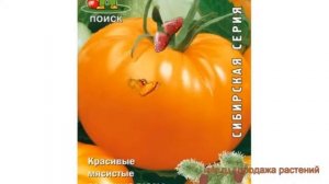 Томат обыкновенный Алтайский оранжевый ? обзор: как сажать, семена томата Алтайский оранжевый