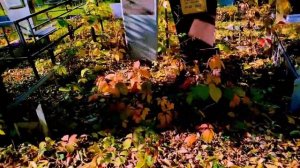 Магическое Посвящение! Посвящение в Ведьмы. Как наработать связь с Силами? Зов ВЕДЬМЫ.Черная магия.