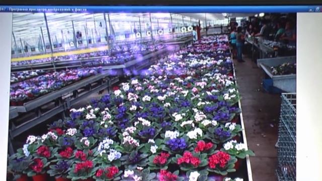 ДФ В Н Калгин В гостях у 'Оптимары' смотреть онлайн