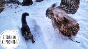 Редкая птица на кормушке. Примороженная сова Ёль в недовольном настроении