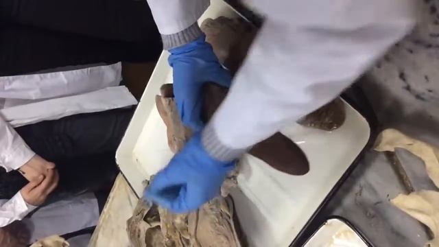 Система органов пищеварения начало