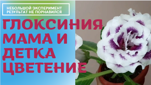 Глоксинии мама и детка активно цветут Провожу небольшой эксперимент смотреть онлайн