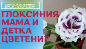 Глоксинии мама и детка активно цветут Провожу небольшой эксперимент