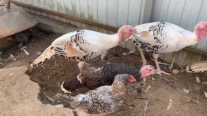 Индюшатам три месяца