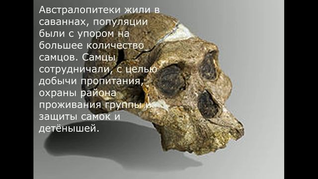 Австралопитек дальний родственик!