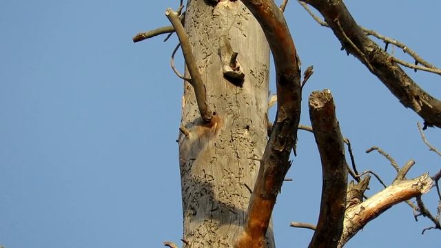 "Высоко забрался" Дятел долбит шишки смотреть онлайн