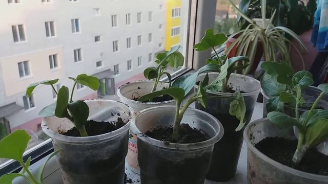 Прививка арбузов , бюджетный вариант смотреть онлайн