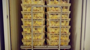 Куры как бизнес | Птицеферма Боевская