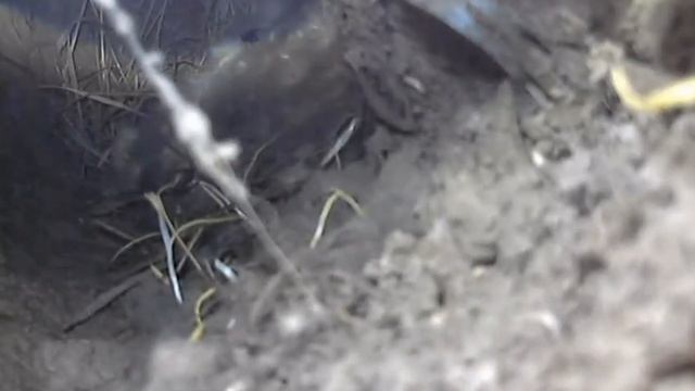 Разведение кроликов,кролики в яме.Видео из кроличьей норы