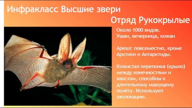 Биология ОГЭ/ЕГЭ  Выпуск 30  Класс Млекопитающие Звери