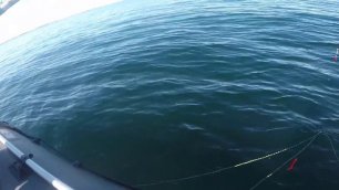 Баренцево море   Рыбалка