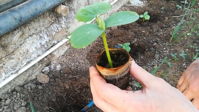 посадка и пересадка огурцов смотреть онлайн