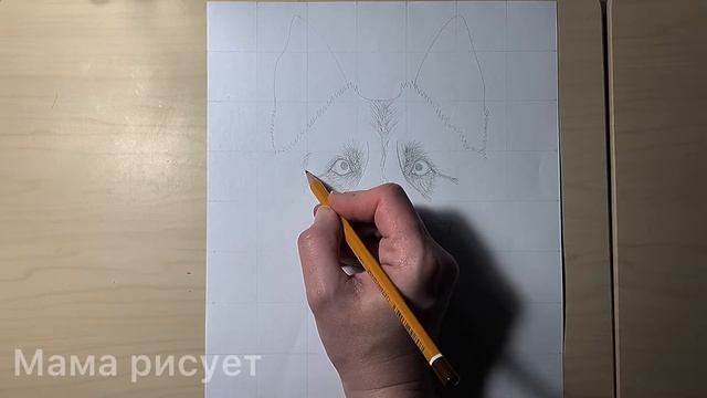 Как нарисовать овчарку карандашом поэтапно смотреть онлайн