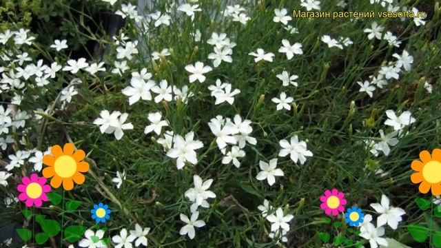 Гвоздика травянка Альбус. Краткий обзор, описание характеристик, где купить dianthus deltoides Albu смотреть онлайн