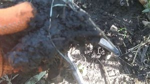ШАЛФЕЙ лекарственный. Размножение с помощью отводков.