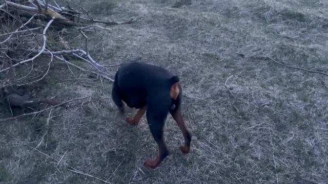 ДОБЕРМАН вспоминает команду «ко мне » смотреть онлайн