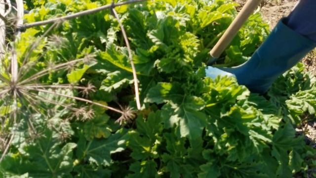 Как бороться с Борщевиком Сосновского на своем участке смотреть онлайн