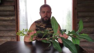 Латук или молокан ценный корм для кроликов