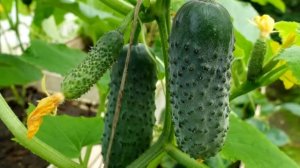 Огурцы не будут болеть, желтеть и сразу обильно заплодоносят! Срочно дайте огурцам это в июне июле