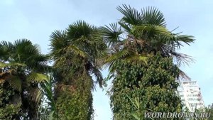 Дерево дружбы в Сочи