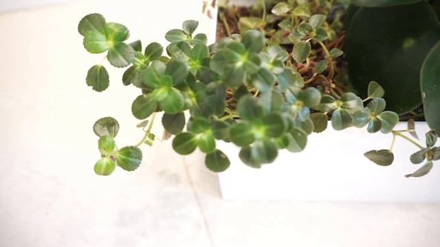 Pilea Depressa Sao Paulo - Plantas para dentro de casa por Querida Planta смотреть онлайн