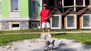 Приговор: голубь забивается?!.