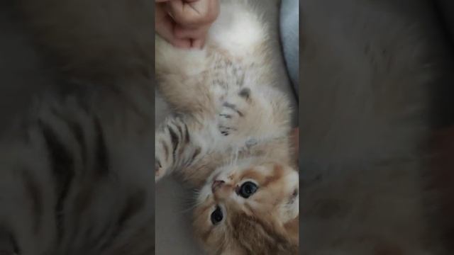 милые котята британцы вислоухие породистые золотые