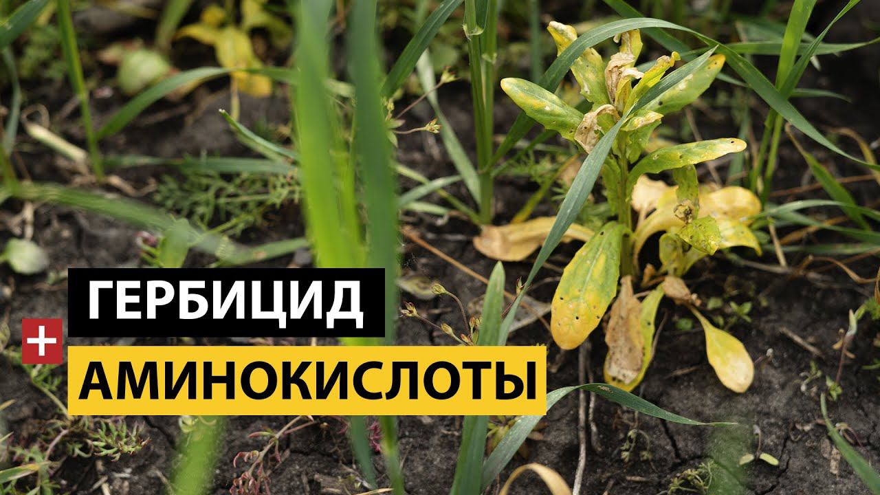 Гербицид и Аминокислоты