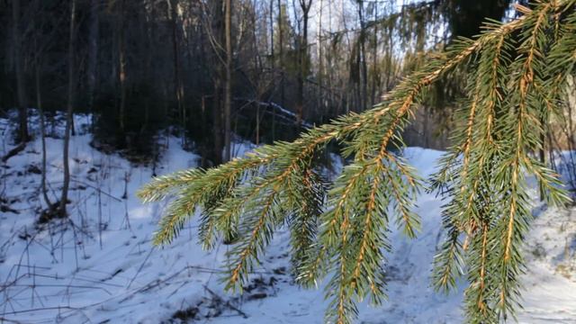 Тренировочный сбор Пуриха 2018 смотреть онлайн
