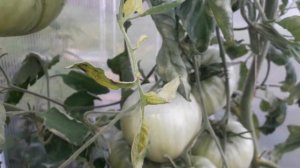 Сорт томата Бычье Сердце мой отзыв на 28 июля 2022