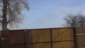 Что он Творит с Голубями? Зимние полеты и атаки Ястреба 12.01.23