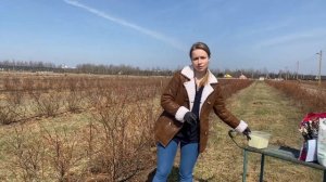 Как подкислить почву для кустов голубики? Питомник саженцев голубики из Беларуси "Ягодная долина"