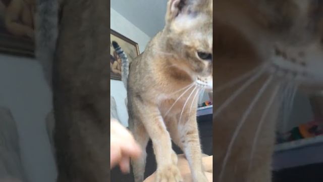 Чаузи ласковые и социальные питомника Анакторон