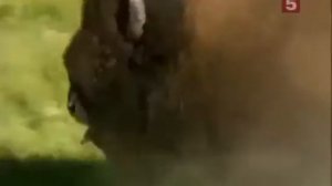 Волки против Бизонов Дикая Природа