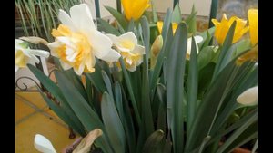 🍀 Narcisos (Narcissus "Golden Pearl"). 🍀