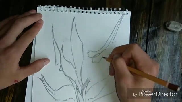 Цветок Райская птица стрелиция смотреть онлайн