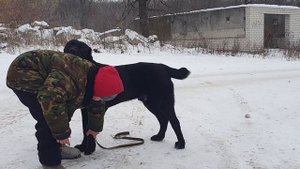 алвбай среднеазиатская овчарка из питомника АЗ Марал