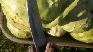Кольраби сбор урожая.