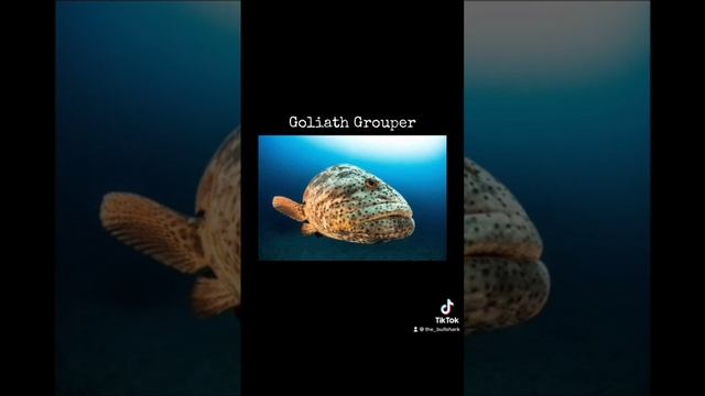 One of the largest fish in the world, The Goliath Grouper #fish #fishes #seaanimals #ocean