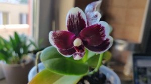 Phal. Bright Peacock 'Black & White Chocolate'