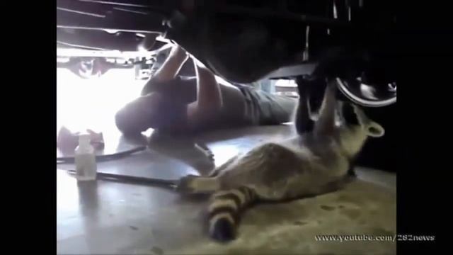 заведи питомца!!!еноты!приколы с енотами смотреть онлайн