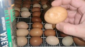 Инкубация обзор, индюшата цыплята яйцо