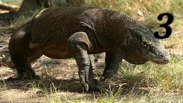 Топ 5 животных из красной книги. И котик. смотреть онлайн