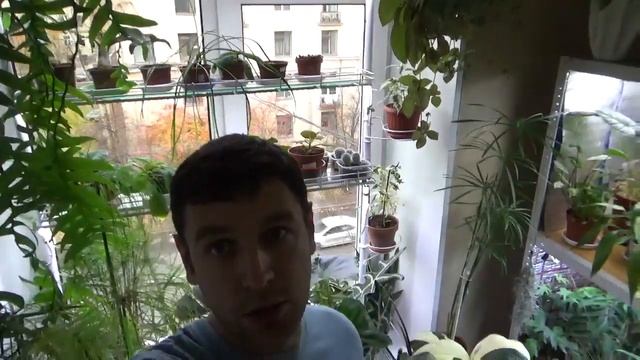 Почвенные мушки. Легкий способ избавиться смотреть онлайн