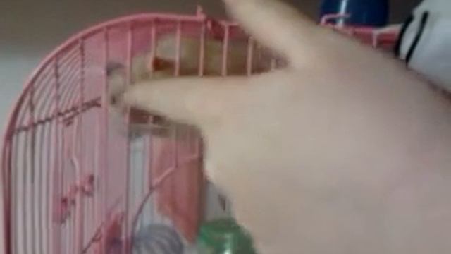 Забавный хомяк!