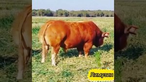 Лимузинская порода!!! Лимузин зотли буқалар!!! ???