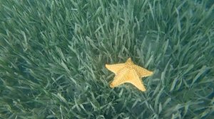 Diving in Jardines de La Reina - Cuba