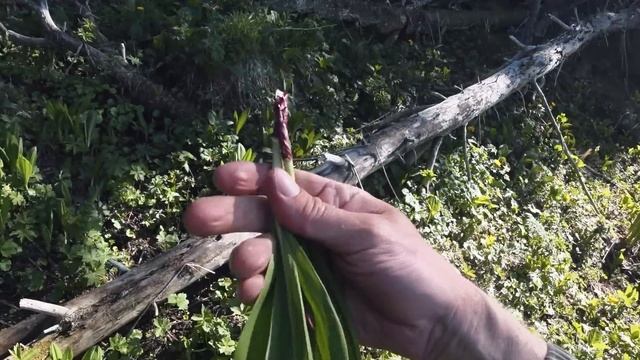 УХОЖУ ДАЛЬШЕ В ЛЕС. МЕДВЕДЕЙ ВСЁ БОЛЬШЕ. ПОХОД, АБВГАТ